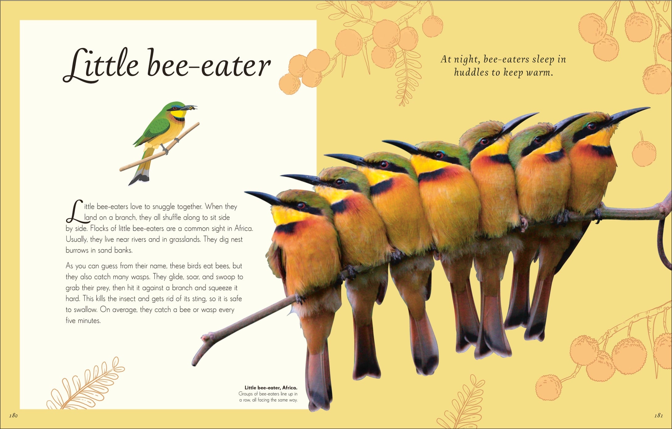 Anthology Birds