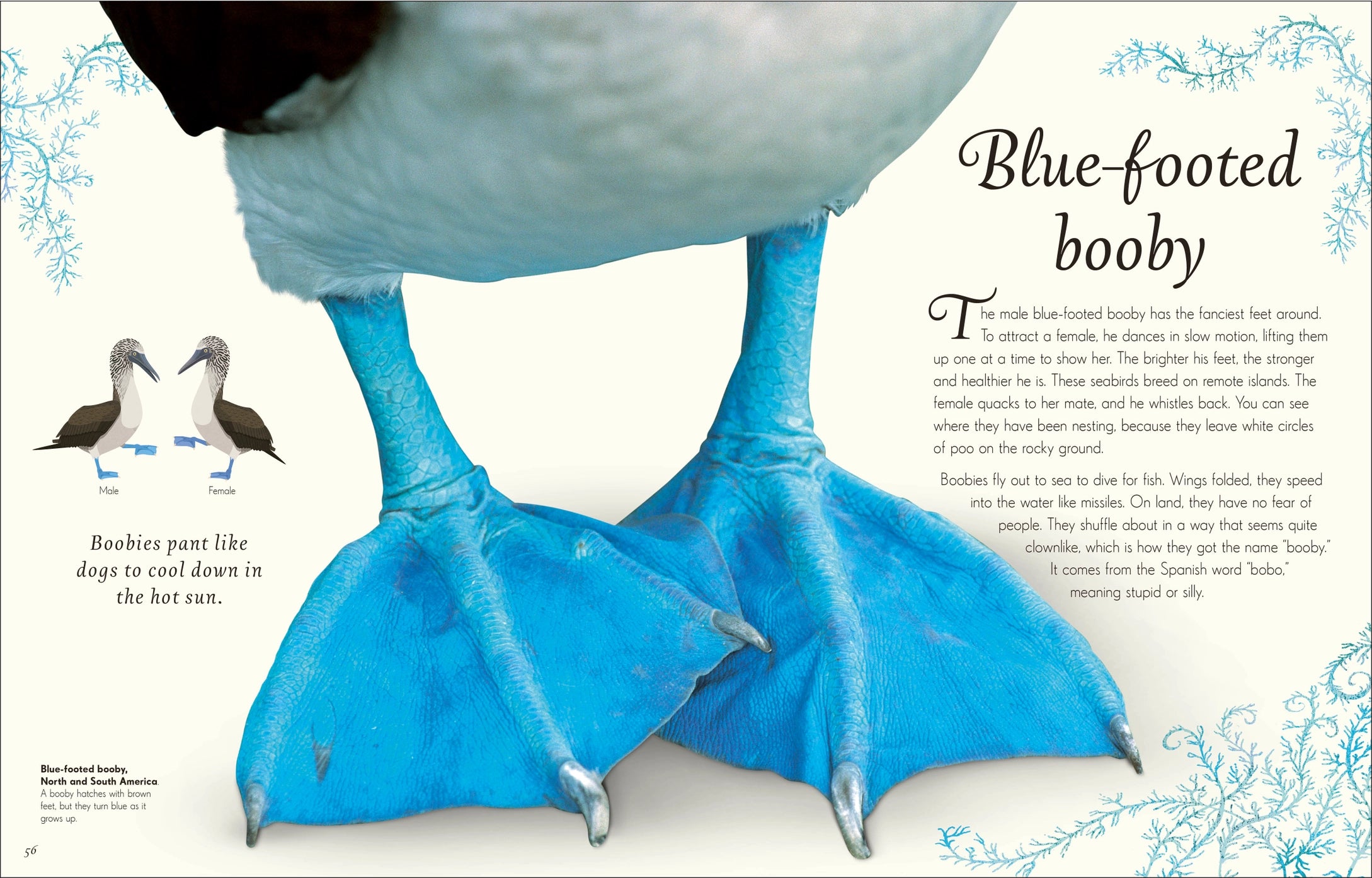 Anthology Birds